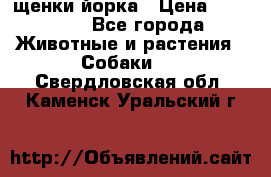 щенки йорка › Цена ­ 15 000 - Все города Животные и растения » Собаки   . Свердловская обл.,Каменск-Уральский г.